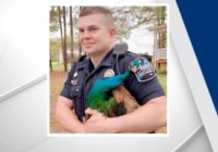 Peacock rescued by Clayton police following severe weather