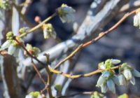 Blueberry crop could indicate Hurricane Florence’s agricultural impact across Pender County