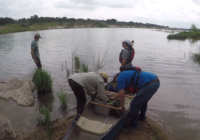 Crews revitalize habitats destroyed after historic Llano River flooding