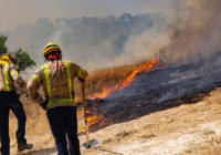 Spanish wildfire erupts after dung pile spontaneously combusts: Investigators
