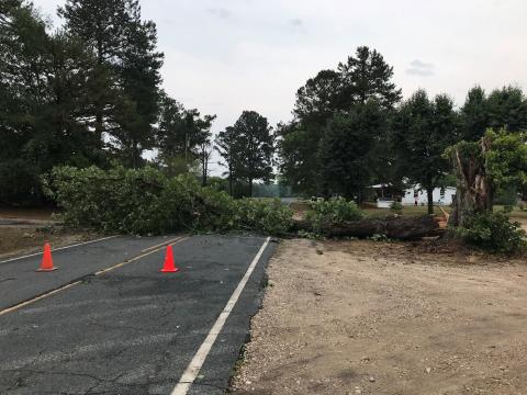 Tree blocks on Erwin Chapel Road