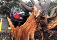 Tree crushes car as Hurricane Barry approaches Louisiana