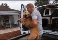 Jacksonville, FL non-profit  relocates dogs, cats to shelters in Georgia, Virginia ahead of Hurricane Dorian