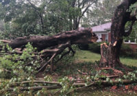 Extensive tree damage in Statesville after severe weather