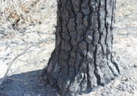 ‘Flash Drought’ Raises Wildfire Danger In Many Texas Counties