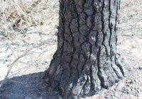 'Flash Drought' Raises Wildfire Danger In Many Texas Counties