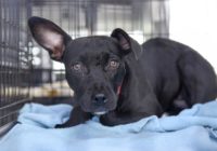Hurricane Dorian: How to keep your pet safe and comfortable