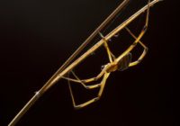 Hurricanes lead to more aggressive spiders, study says