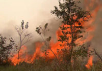 Thousands of new wildfires burn across the Amazon