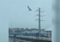 Watch: Good Samaritans rescue pelican in distress during Hurricane Dorian Watch: Good Samaritans rescue pelican in distress during Hurricane Dorian