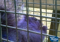 Did Hurricane Dorian turn the sky purple up and down the East Coast? Did Hurricane Dorian turn the sky purple up and down the East Coast?