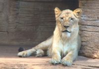 Riverbanks Zoo to close on Thursday for Hurricane Dorian