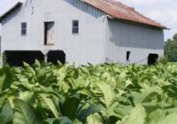 Hurricane Dorian Hits NC Tobacco Farmers