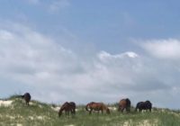28 Wild Horses off Outer Banks believed dead after Hurricane Dorian