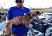 Dog survives weeks trapped in Bahamas rubble after Hurricane Dorian