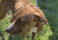 'Miracle' dog rescued from Hurricane Dorian rubble meets adopted family