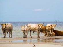 Cows, washed off Cedar Island by hurricane, found alive
