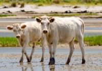 Cows swept away by Hurricane Dorian swim to safety on Outer Banks