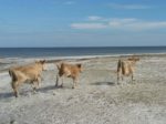 PHOTOS: Wild cows returned home after hurricane