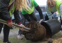 Volunteers plant trees after Hurricane Florence damage