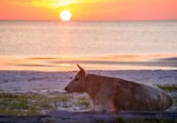 The question now: How to bring Hurricane Dorian castaway cows home?