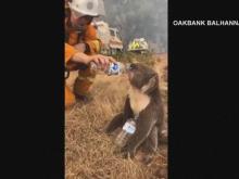 Raw: Firefighter helps koala drink from water bottle