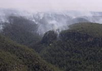 Thousands of koalas feared dead in Australia wildfires