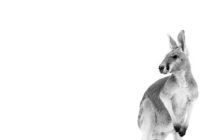 Austin filmmaker, photographer selling kangaroo portraits to benefit Australian wildlife organization after wildfires