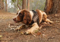 Meet one of the dogs saving koalas from Australian wildfires