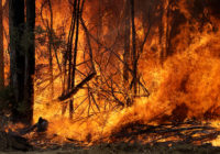 3 US firefighters killed in plane crash while battling Australian wildfires