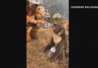Wildfires threaten unique critters on Australian 'Galapagos'