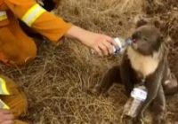 Steve Irwin's family saves over 90,000 animals, including many injured in Australia wildfires