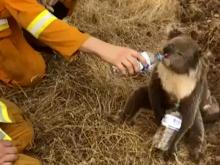 Australia_Wildfires_21259