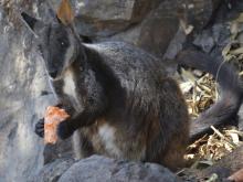 Australia_Wildfires_Wildlife_51485