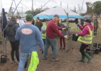 Free trees to Wilmington area residents affected by Hurricane Florence