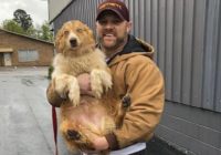 Tennessee family finds dog 54 days after deadly tornadoes