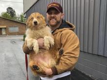 Dog_Found_Tornado_Tennessee_99601