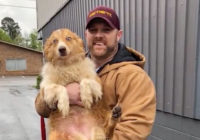 Tennessee family reunited with dog 54 days after deadly tornadoes