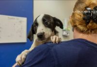 Austin pet boarding facility offering free nights for hurricane evacuees' pets