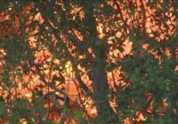 Williamson County judge issues disaster declaration as Central Texas sees increase in wildfires