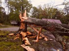 Wind/tree damage
