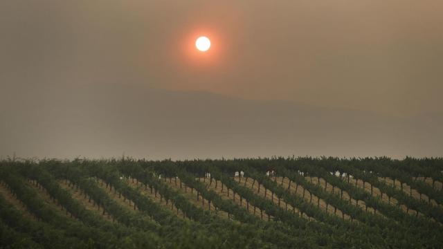 California_Wildfires-Wine_Country_49125