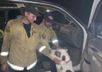 Dog rescued from Northern California wildfire rides co-pilot with firefighters