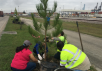 Houston Wilderness Turns To “Super Trees” and Old Golf Courses To Fight Flooding and Climate Change