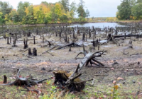 Drought, hail and a Thanksgiving staple: extreme weather delivered a hit to cranberry farmers Drought, hail and a Thanksgiving staple: extreme weather delivered a hit to cranberry farmers