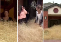Australian tumbleweeds swamp neighborhood during wind storm: 'It's completely taken over our back yard'