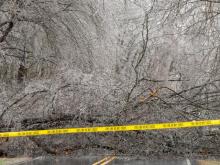Large trees have fallen in parts of northern NC counties, weighted down by ice.