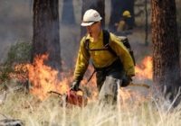 'Nothing looks good' preparing for summer wildfire season