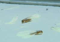 Rain in Houston bringing flooding and termites