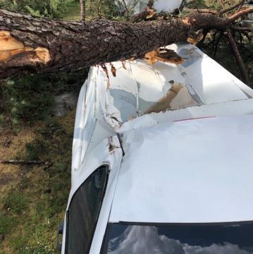 Tree falls on truck